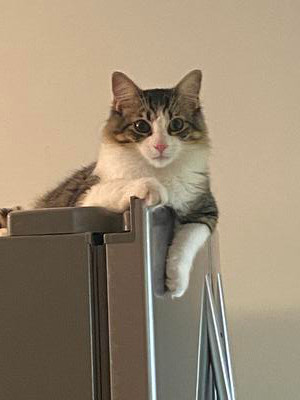 tiger and white cat on top of fridge