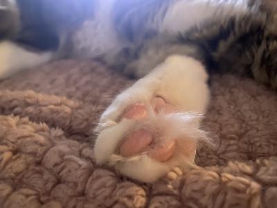closeup cat's paw toe tufts