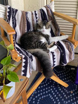 brown and white cat lounging on a bench