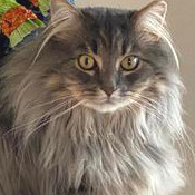 Oliver oliver maybe maine coon