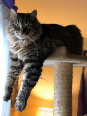 Oliver brown tabby cat on top of a cat tree with legs hanging down.