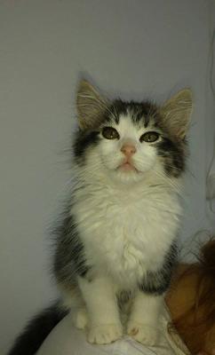 Oliver