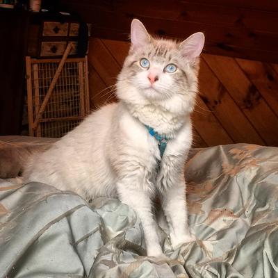 Oliver
