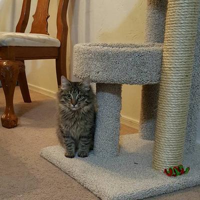 gray tiger maine coon kitten