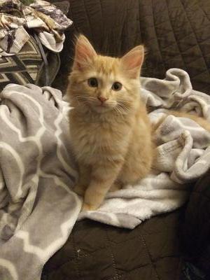 Oliver cute fuzzy ginger kitten