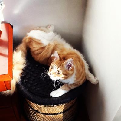 Oliver
