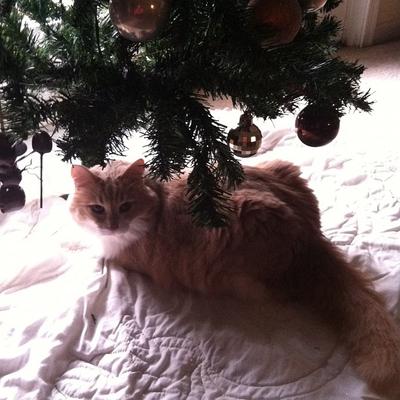 Oliver