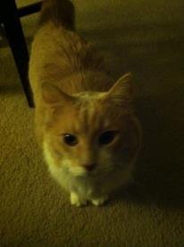 Oliver
