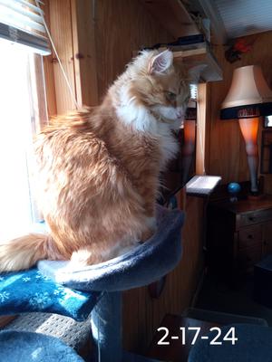 white and ginger maine coon sitting on a cat tree