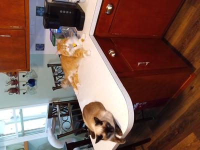 two different kitties sitting on a kitchen countertop