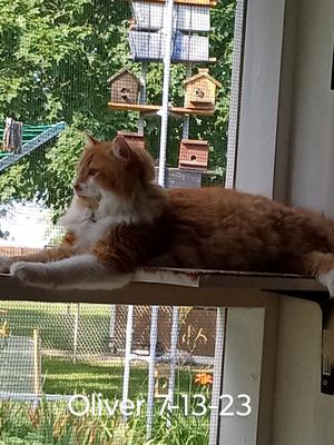 ginger and white maine coon resting on a ledge in a catio