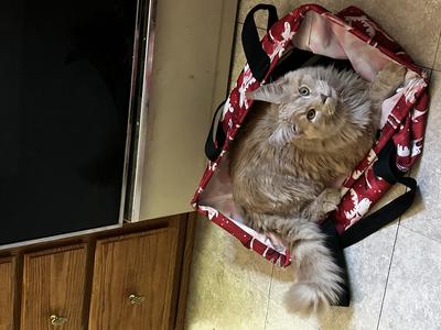 ginger maine coon cat in a grocery bag on kitchen floor