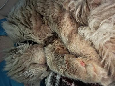 closeup of soft sleeping purebred maine coon cat closeup of soft sleeping purebred maine coon cat