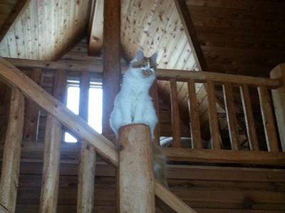 Oliver
