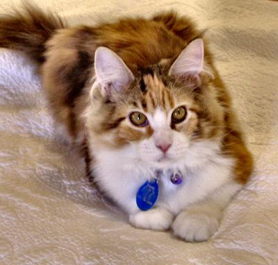 Olivia sitting loaf style adorable young calico kitten sitting loaf style.