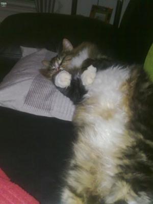 Ollie