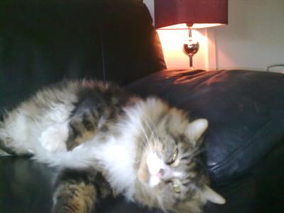 Ollie