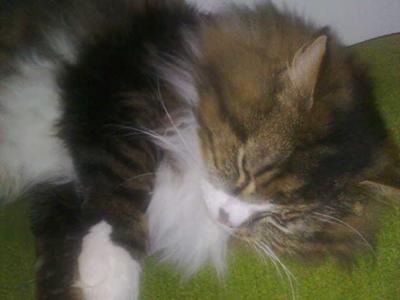 Ollie