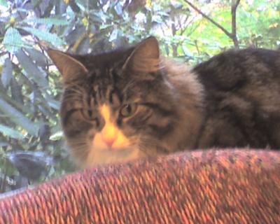 Ollie