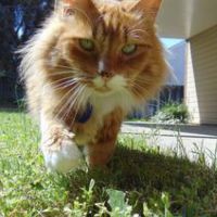 Riley orange and white cat walking through grass