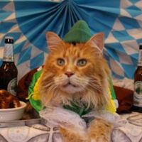 Poco Taz orange cat dressed oktoberfest