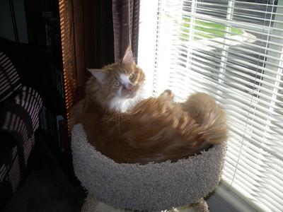 Oscar