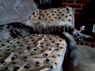 Oscar! oscar the maine coon lounging
