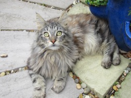 oscar the purebred silver maine coon boy