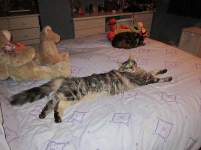 Oscar! oscar the maine coon lounging