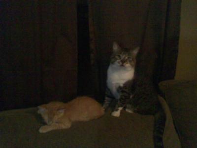 Otis and Oscar