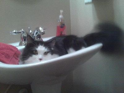 Ozzy