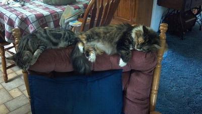 Padme 'Fuzz' and Little Kitty