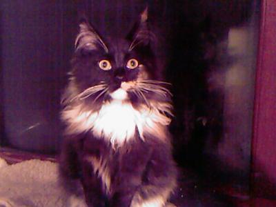 Pagan & Pepper