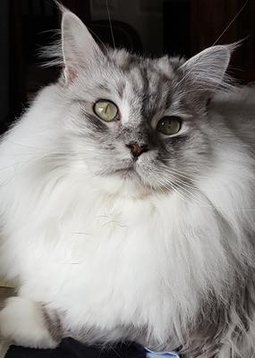 Pandora silver smoke maine coon cat posing.