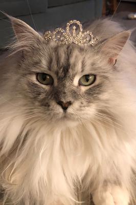 silver maine coon cat wearing crown