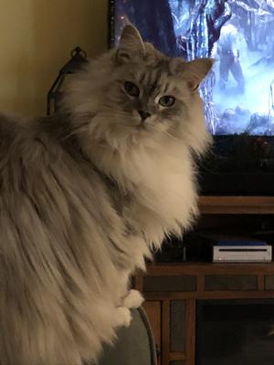 Pandora silver maine coon cat looking away from television.