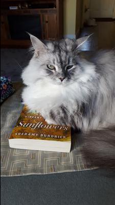 Pandora silver smoke maine coon cat sitting on a book.