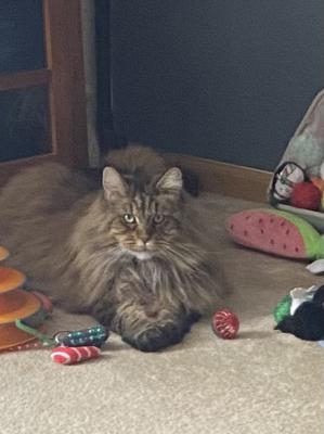 brown tabby maine coon sitting with her cat toys.