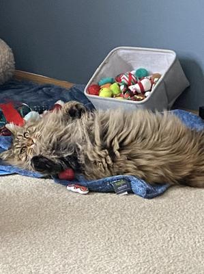 fluffy brown maine coon laying belly up amongst pile of toys.