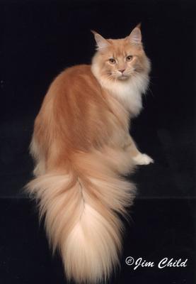 Papollo