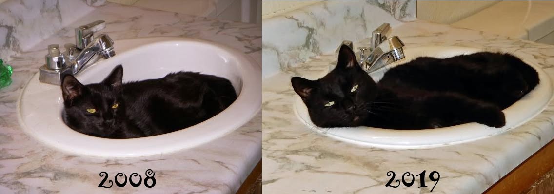 Black cat relaxing in the same bathroom sink in photos taken in 2008 and 2019.
