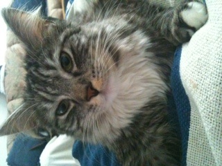 Peanut
