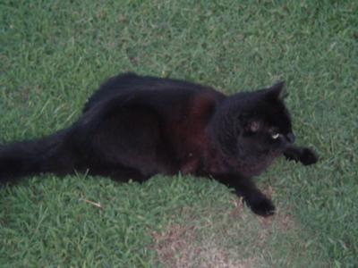 Peattie