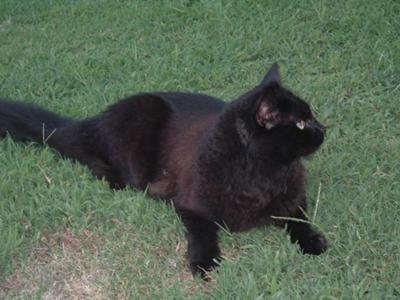 Peattie