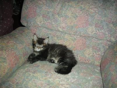 Pebbles! brown tabby maine coon kitten