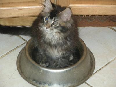 Pebbles