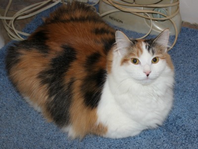Pebbles