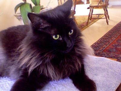 Peety Pooty