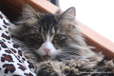 Pretty Penney closeup of female brown and white maine coon cat face.