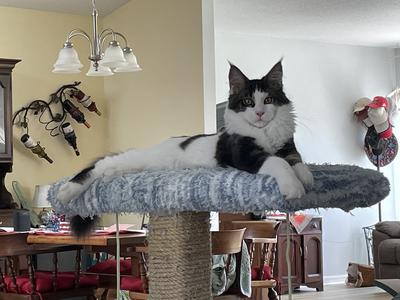 Pepe Le Pew white and brown maine coon atop a cat tree